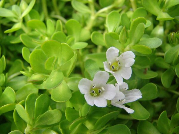 Brahmi Juice 700ML - Image 3